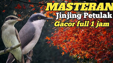 🟢AUDIO JERNIH MASTERAN BURUNG JINJING BETULAK GACOR||full 1jam
