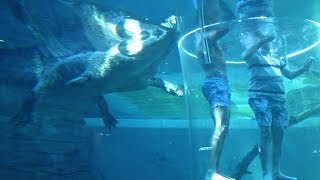 Crocodiles And The Cage Of Death Diving With A Difference