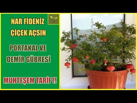 Video: Peonies: en narin çiçekleri yetiştirmek