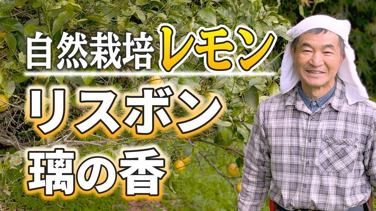 国産自然栽培レモン｜無農薬の果汁でレモン習慣 | 九州・熊本で無農薬