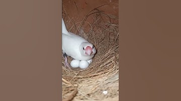 white java Sparrow breeding progress😘😘