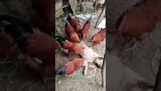 Chicken Pulling Ticks And Fleas Off Dog , Animal Kindness, Shorts Beta Animals