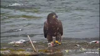 Juvenile Eagle snacks on island 9 25 23. Brooks Falls by Geo  98 views 7 months ago 2 minutes, 32 seconds