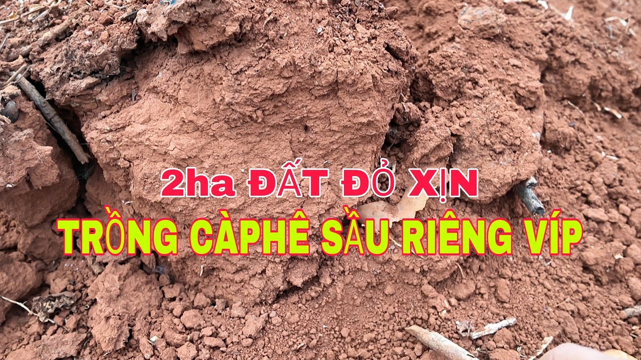 Nhượng lại 2ha đất đỏ xịn cho a chị nào trồng càphê sầu riêng 