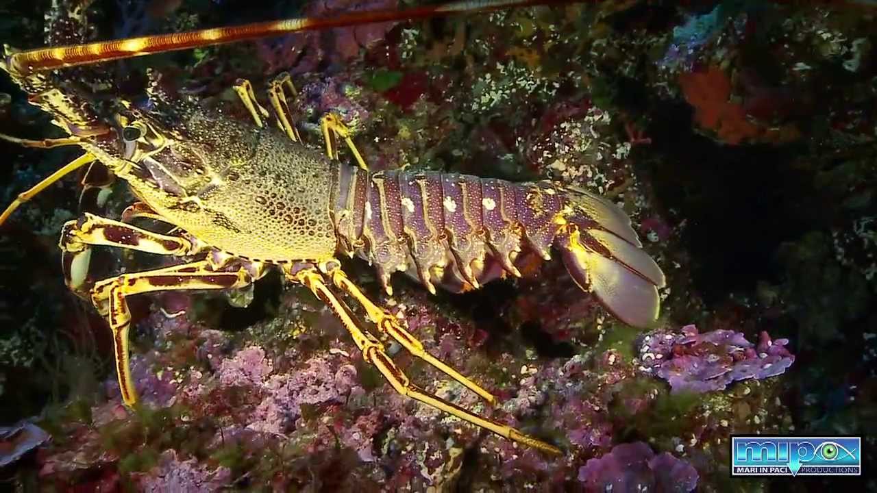 Trésors sous-marins de Corse 2012
