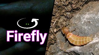 firefly ( Lightning bugs ) close up of insect on the hand | The forest at night | wildlife bug