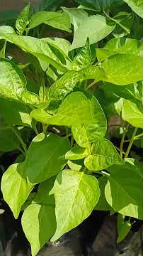 Mulai jarangkung gaeeess #hobbyberkebun #belajarberkebun #kebundihalamanrumah #garden #shorts