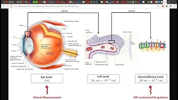Giant Eyeball Autopsy Shows Never Seen Details