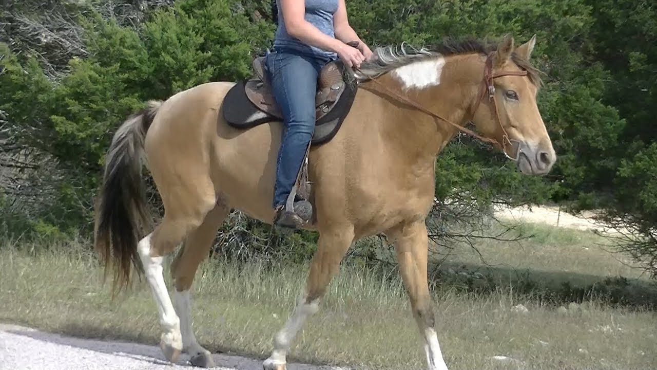 Nugget - stunning champagne tobiano Missouri Foxtrotter may still be ...