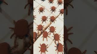 Lord Of The Mites!