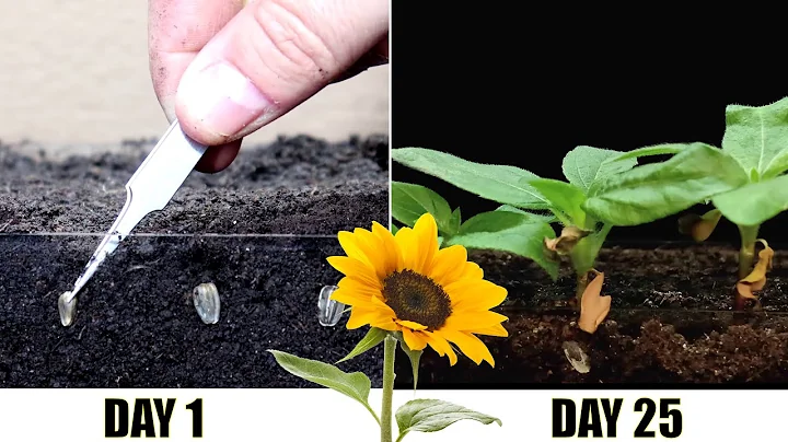 Sunflower growing time lapse - 25 days 4k #greentimelapse #gtl #timelapse - DayDayNews
