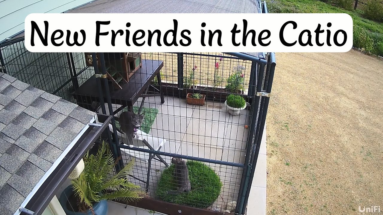 New Friends in the Catio - YouTube