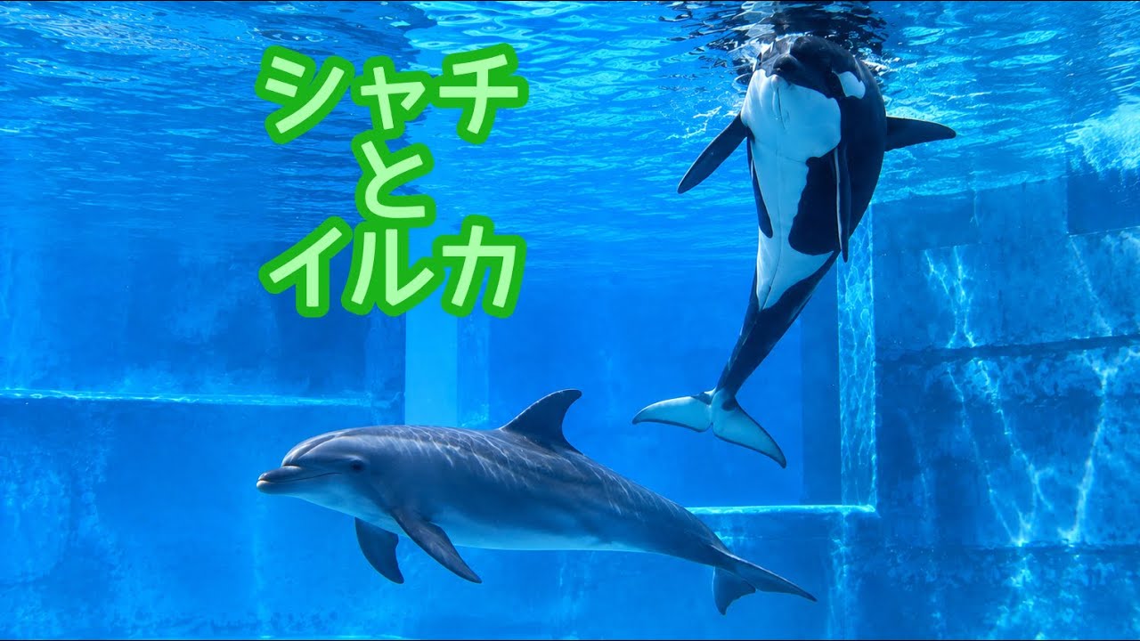 シャチ リンちゃん イルカといっしょに泳いでいます【名古屋港水族館