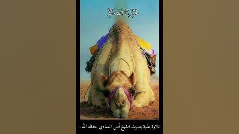 تلاوة عذبة بصوت الشيخ أنس العمادي حفظه الله .