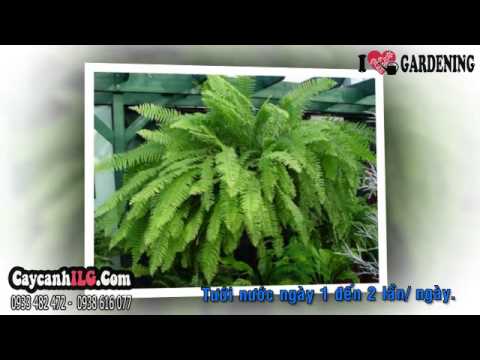 Video Cây Dương Xỉ Trồng Chậu - youtube