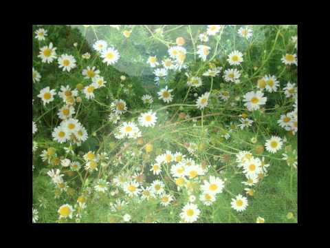 В ОЖИДАНИИ ЧУДА