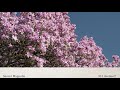 Stop 22 Saucer Magnolia 