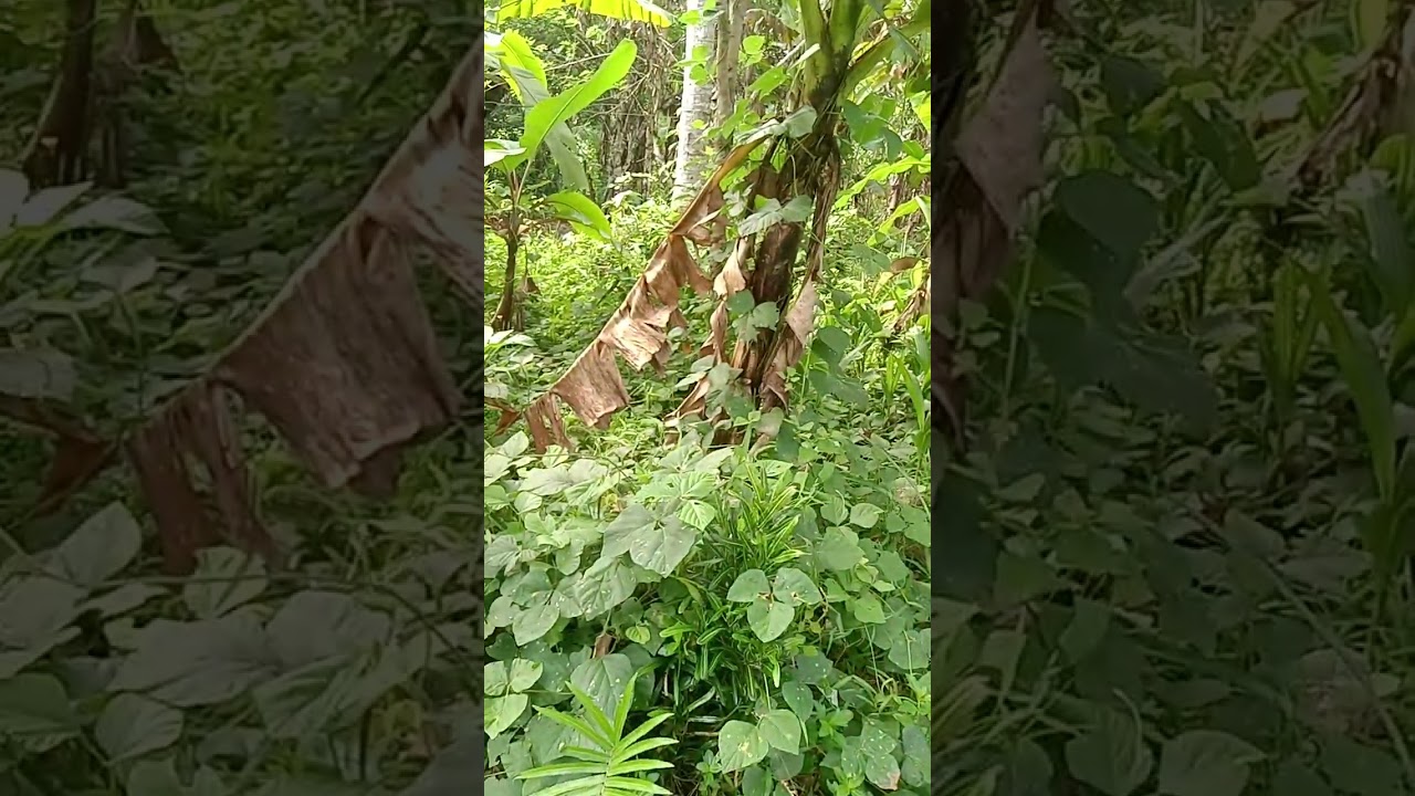 Deto kame sa barang gay heebag wan bontoc southern letey