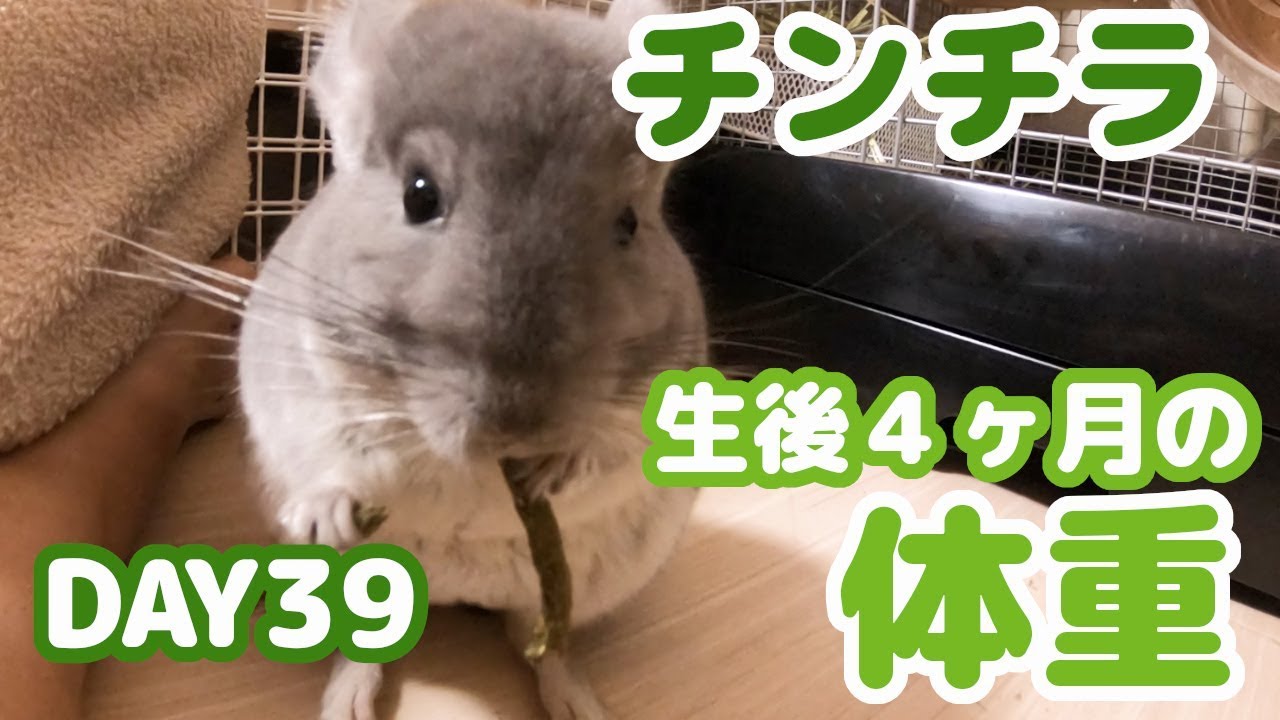 Day39 生後４ヶ月のチンチラの体重は何グラム １ヶ月で何グラム増えたかな チンチラ成長記 Youtube