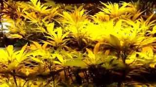 Aquaponics 14 days flowering scrog #22