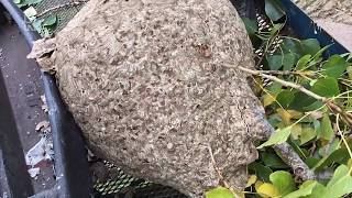 Zo woonde de Aziatische Hoornaar in Vlaardingen