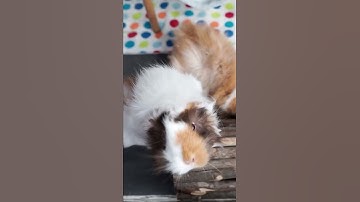 Thumbnail of GUINEA PIGS VS BANANA 🍌 #Shorts