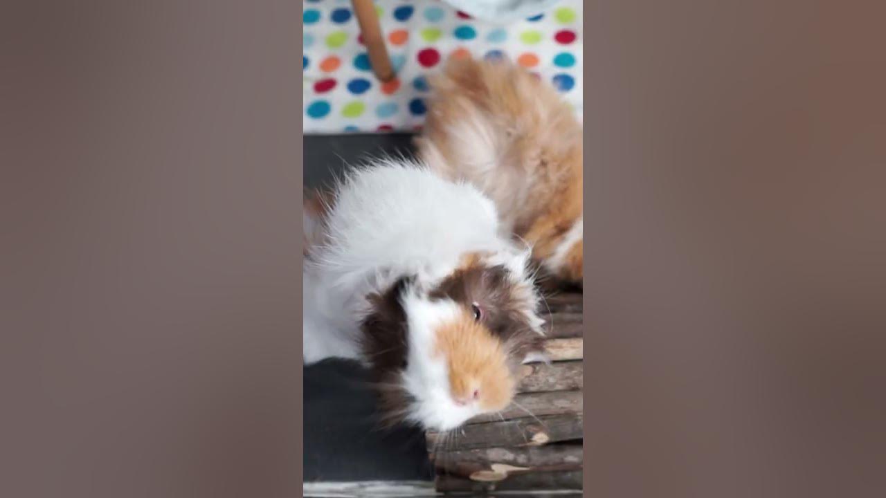 GUINEA PIGS VS BANANA 🍌 #Shorts
