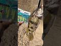 Best carp fish with best fishing bait!!