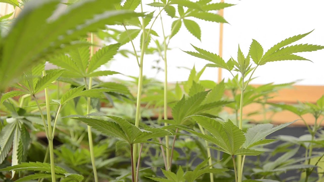 Seguimiento 8 · Cambio fótoperiodo a Invernadero