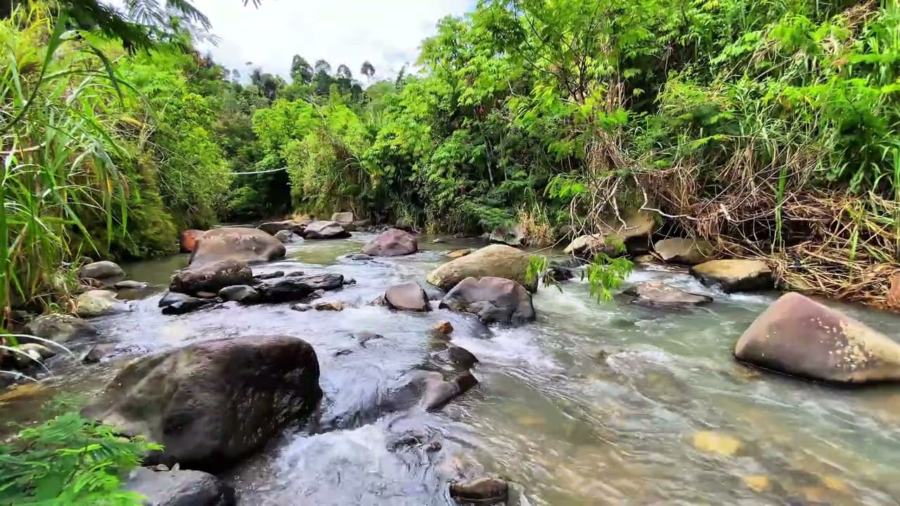 Fall Asleep Faster 💧 Gentle Forest River Flow For Deep Night Sleep