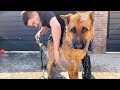 What does Bathing a German Shepherd Look Like Outside