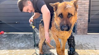 What does Bathing a German Shepherd Look Like Outside