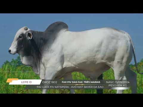 LOTE 13 1802