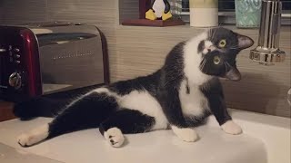 Unexplained cat behavior  Funny Cat Videos