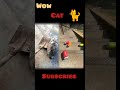 is admi ne billi ke gale me fasaya chumbak #shortvideo #viralvideo #explainedinhindi
