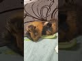 Морские свинки. Пробуем салатный перец
