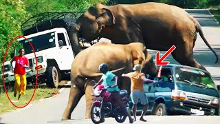 Watch As A Wild Elephant Goes On A Rampage Against A Truck And Van