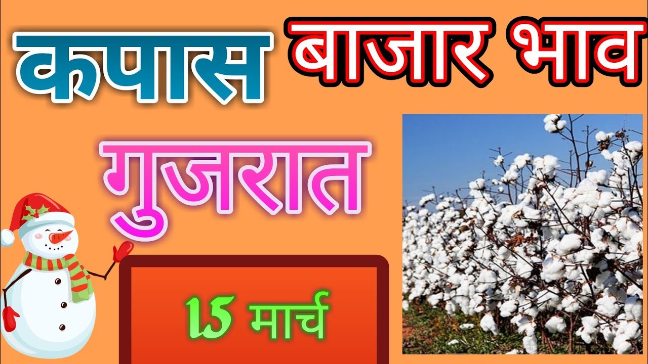 गुजरात मधील कापूस बाजार भाव APMC चे ## cotton price in Gujrath APMC ## कपासी के दाम