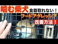 【危険】噛む柴犬クレート・ケージの中の食器が取れない！極秘改善方法をぶっつけ本番で伝授します！