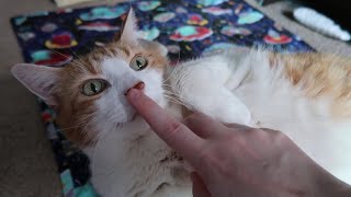 Cat Shows Belly, Gets Rubs And Boops