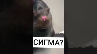 сигма?!