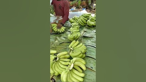G9 Cavendish Green Banana for Export contact +91 9011268328 #bananaexport #exportimport #import