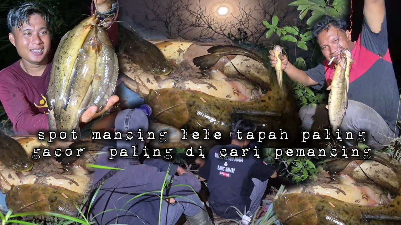 Sambaran ikan lele tapah membuat jantung bergetar spot mancing paling gacor hidup di hutan
