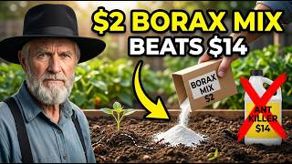 A $2 Borax Mix Outperformed a $14 Ant Killer in My Yard — The Amish Trick They Tried to Hide