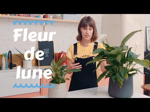 Vidéo: Pots Décoratifs : Modèles Design Pour Fleurs D'intérieur 