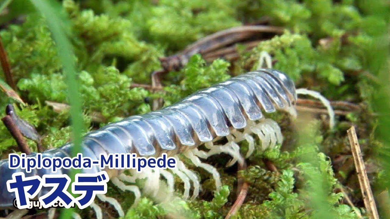 ヤスデ Diplopoda Millipede Youtube