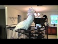 Dancing Cockatoo - funny cockatoo video - funny animal video