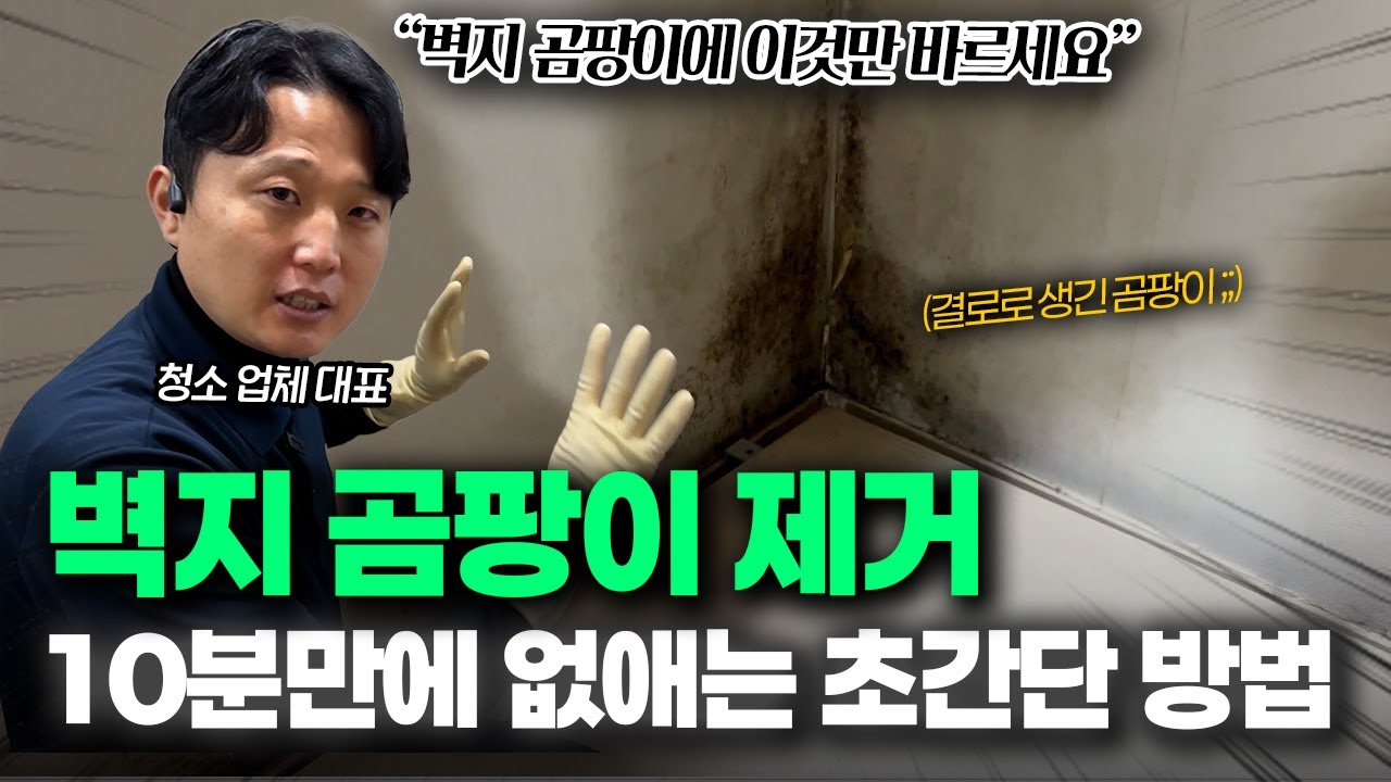 벽지 곰팡이 제거하는 가장 쉬운 청소 방법 "이거 하나면 곰팡이 10분만에 사라집니다"