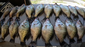 "I FOUND THE CRAPPIE".. INSANE BITE IN STANDING TIMBER❗❗