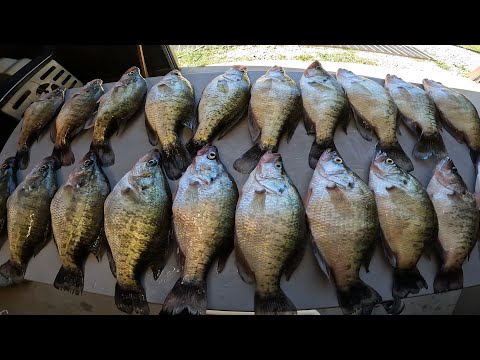 I FOUND THE CRAPPIE.. INSANE BITE IN STANDING TIMBER❗❗ 